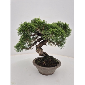 Juniperus chinensis, 17cm