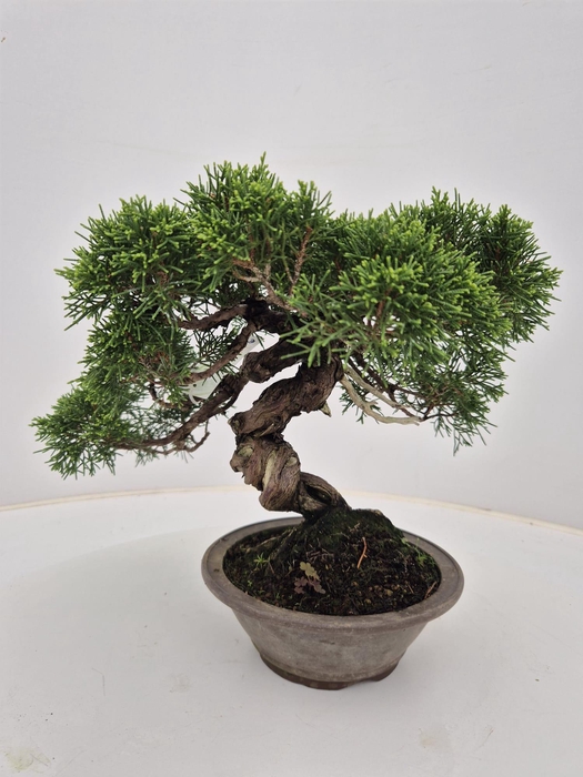 <h4>Juniperus chinensis, 17cm</h4>