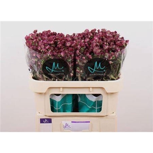 Astrantia Star Of Desire