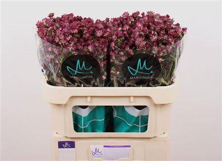 <h4>Astrantia Star Of Desire 70cm</h4>