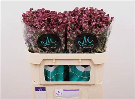 <h4>Astrantia Star Of Desire 70cm</h4>