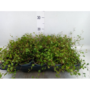 Muehlenbeckia com. 'Mao'ri'