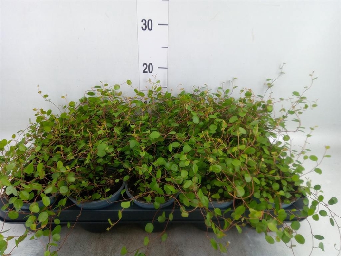 <h4>Muehlenbeckia com. 'Mao'ri'</h4>