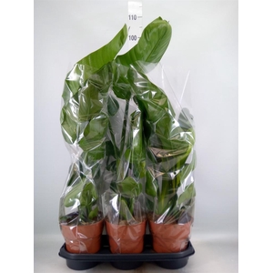 Strelitzia nicolai