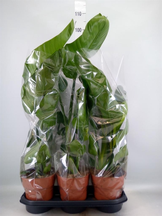 <h4>Strelitzia nicolai</h4>