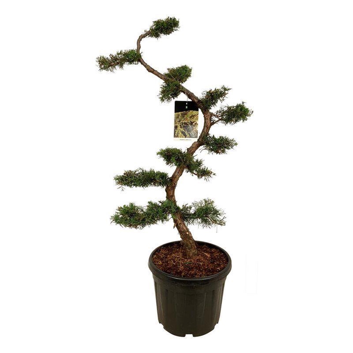 <h4>Juniperus pfitzeriana</h4>