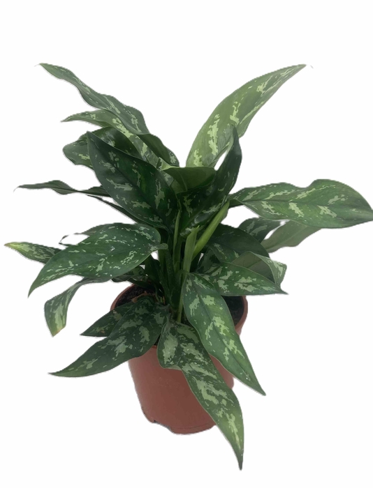 <h4>AGLAONEMA COMMUTATUM p17</h4>
