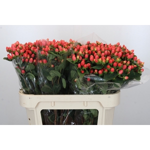 Hypericum Magical Royal Princess
