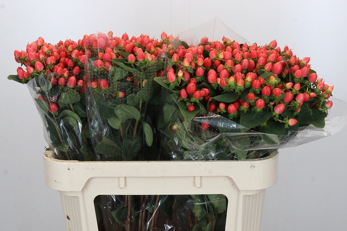 <h4>Hypericum Magical Royal Princess</h4>