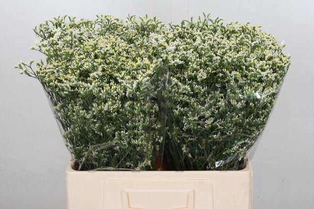 <h4>LIM SIN CHINA WHITE</h4>