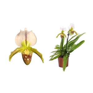 Paphiopedilum p12 leeanum 2bl in knop