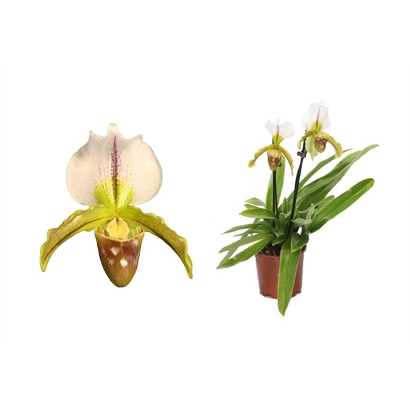 <h4>Paphiopedilum p12 leeanum 2bl in knop</h4>