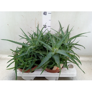 Aloe arborescens