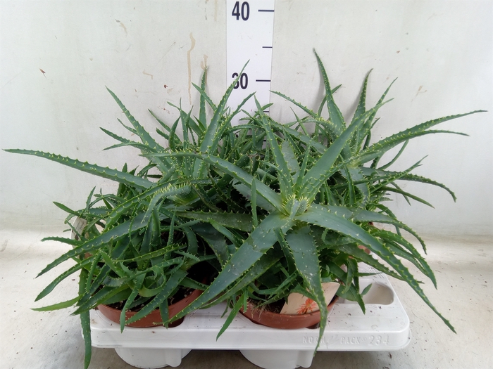 <h4>Aloe arborescens</h4>