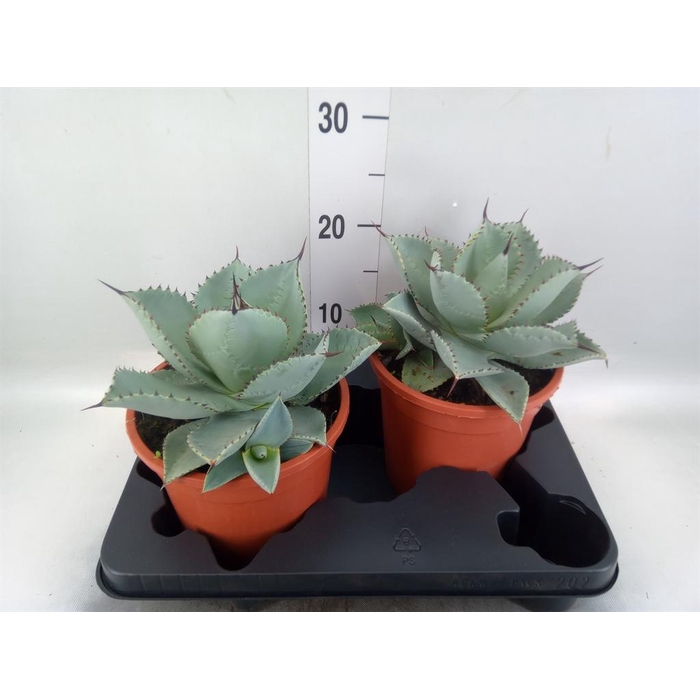 <h4>Agave   ...</h4>
