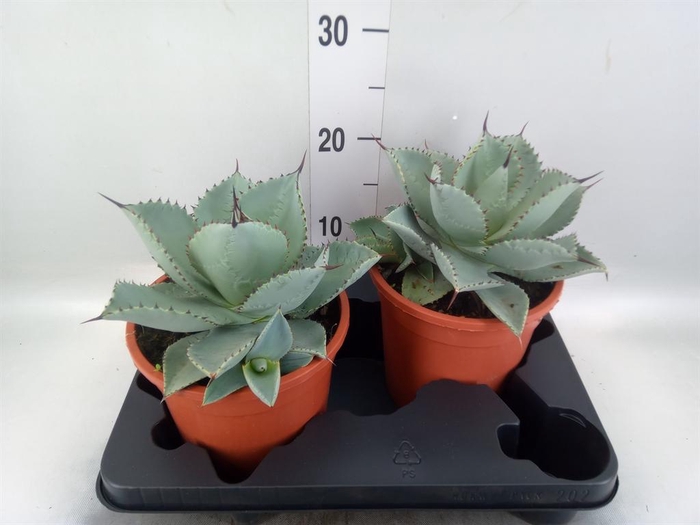 <h4>Agave   ...</h4>