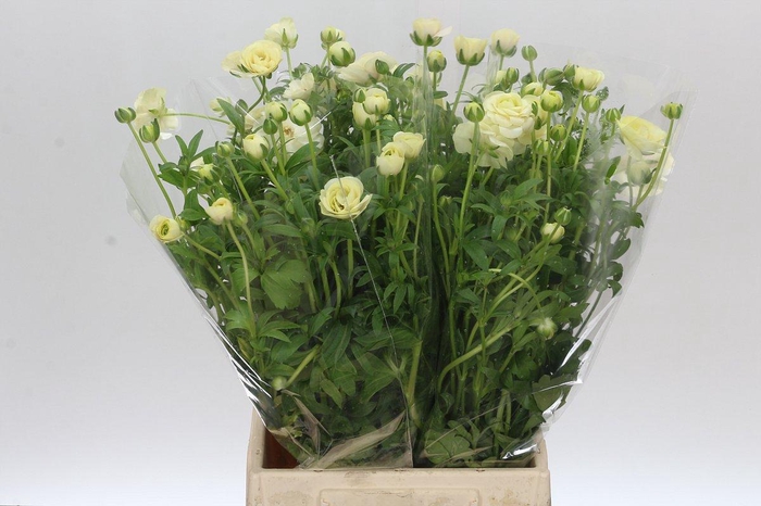 <h4>Ranunculus Butterfly Keramos</h4>