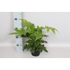 Fatsia japonica
