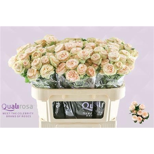 R TR GEN TRENDSETTER