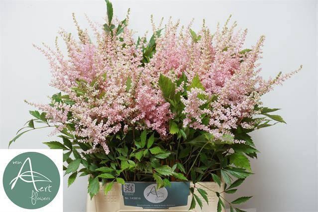 <h4>ASTIL JA AVALANCHE</h4>