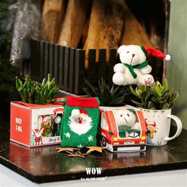 <h4>WOW Succulent, X-Mas mug and bear + mug and sock</h4>