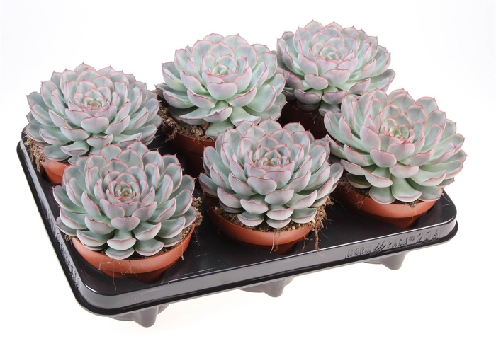 <h4>Echeveria   ...</h4>