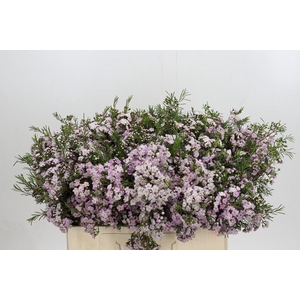 Chamelaucium Dancing Queen