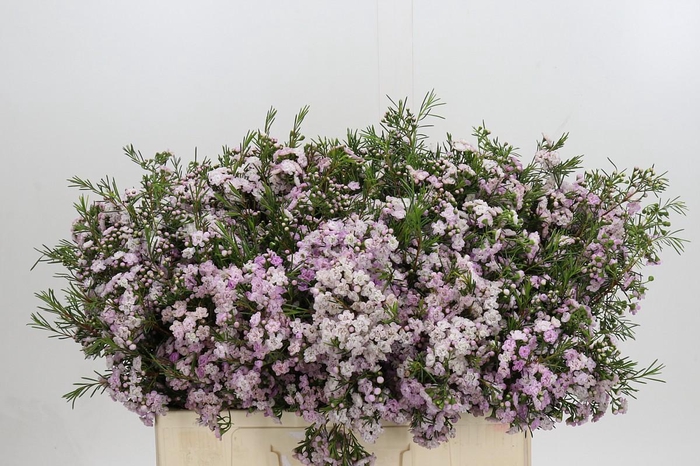 <h4>Chamelaucium Dancing Queen</h4>