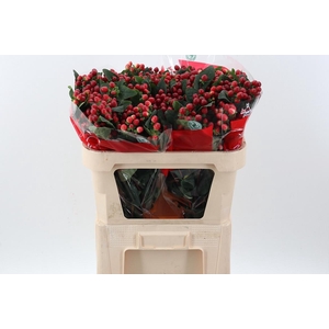 Hyp True Rom XL Spray Box