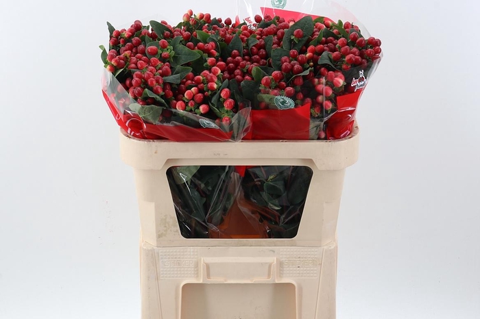 <h4>Hyp True Rom XL Spray</h4>