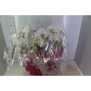 PHALAENOPSIS CASCATA P15 BRANCO 2 HT