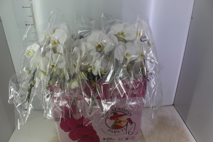 <h4>PHALAENOPSIS CASCATA P15 BRANCO 2 HT</h4>