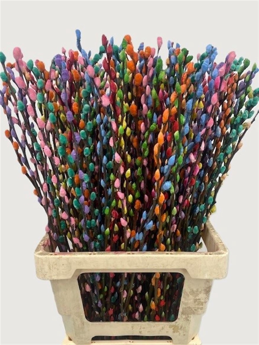 <h4>Salix Wilgenkatjes Rainbow 70cm P Stem</h4>