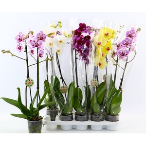 PHAL GEM 8 KL