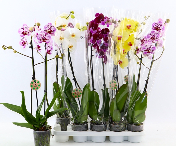 <h4>PHAL GEM 6 KL</h4>