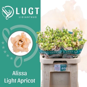 Lisianthus do alissa light apricot