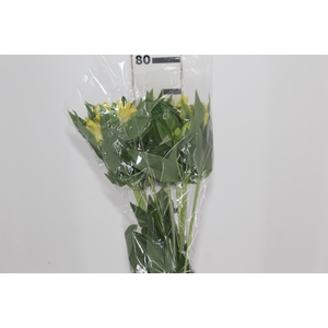 ALSTROEMERIA FLORIDA 080 CM