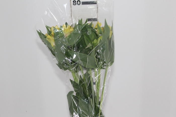ALSTROEMERIA FLORIDA 080 CM