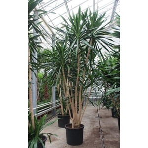Dracaena Gymea