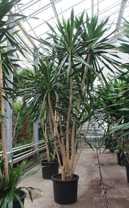 <h4>Dracaena Gymea</h4>