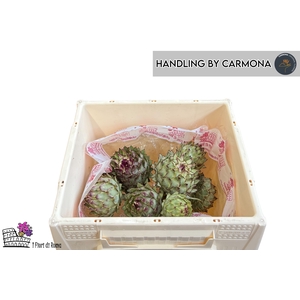 CYNARA CARDUNCULUS