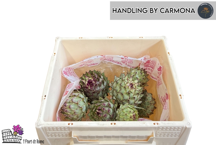 <h4>CYNARA CARDUNCULUS</h4>