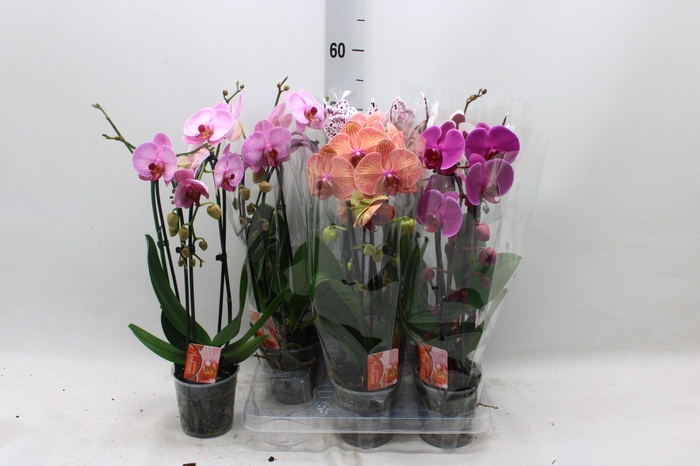 PHAL EL CASCADE