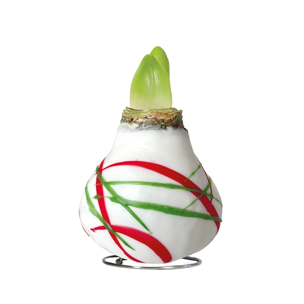 <h4>Amaryllis Touch of Wax Art White 6x1, rode bloem, Tray236</h4>