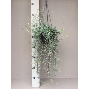 Senecio   ...