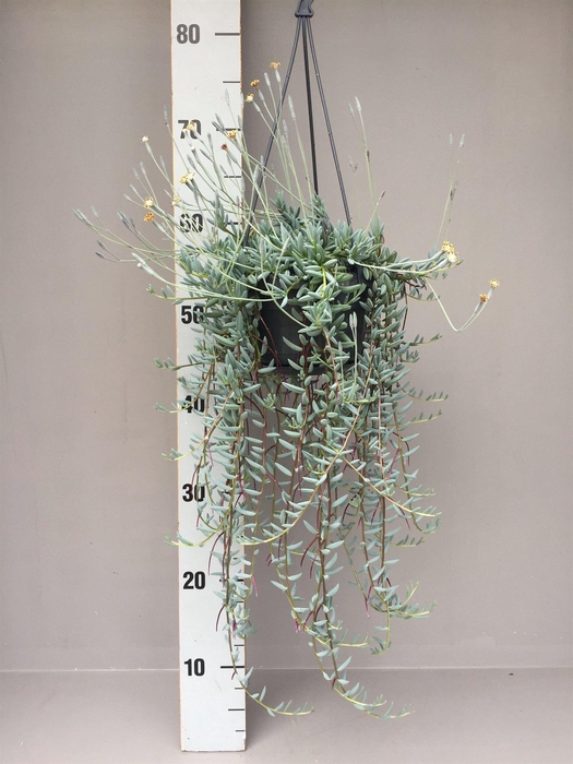 <h4>Senecio   ...</h4>