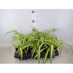 Chlorophytum com. 'Variegatum'