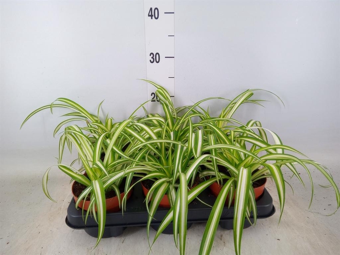 <h4>Chlorophytum com. 'Variegatum'</h4>