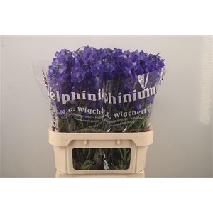 Delph En Atlantis Dark Blue