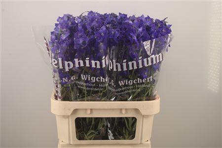 <h4>Delph En Atlantis Dark Blue</h4>